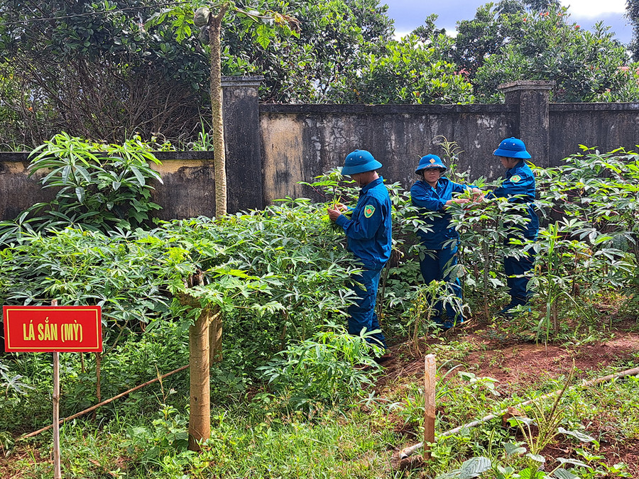 Các chiến sĩ dân quân thường trực chăm sóc vườn tăng gia. Ảnh: Vĩnh Hoàng Các chiến sĩ dân quân thường trực chăm sóc vườn tăng gia. Ảnh: Vĩnh Hoàng