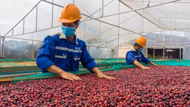 Giá cà phê tăng gấp đôi sau khoảng 1 năm. Ảnh:Minh Đăng Giá cà phê tăng gấp đôi sau khoảng 1 năm. Ảnh:Minh Đăng