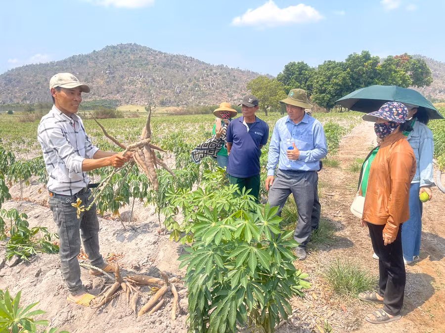 Anh Đỗ Văn Chuyên (bìa trái) chia sẻ về hiệu quả trồng giống mì HN5 của gia đình. Ảnh: N.H