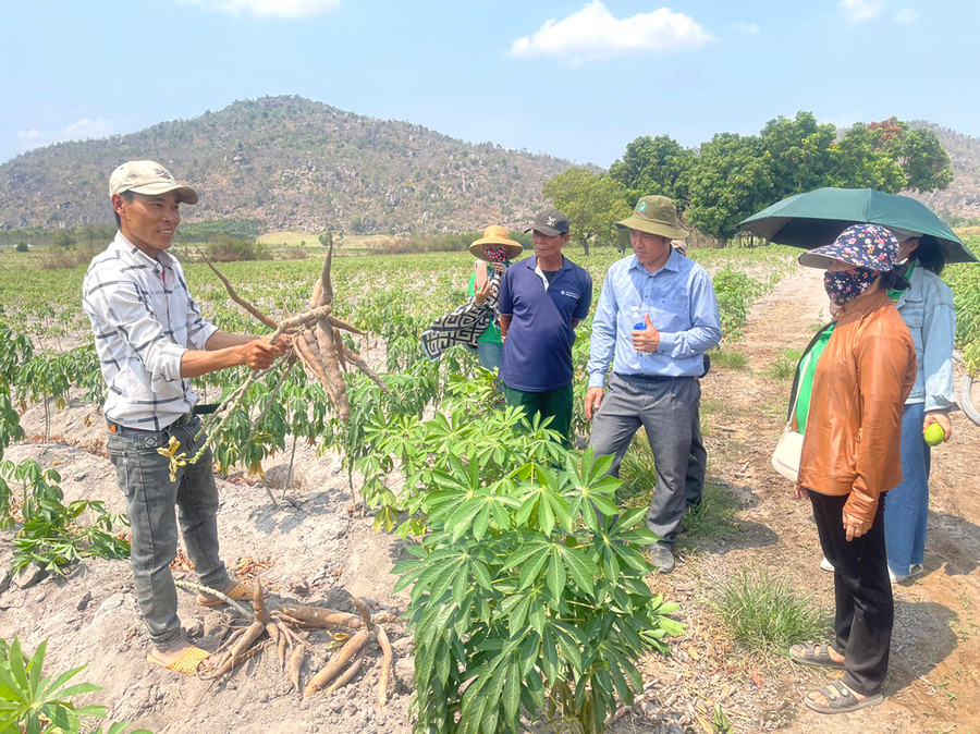 Anh Đỗ Văn Chuyên (bìa trái) chia sẻ về hiệu quả trồng giống mì HN5 của gia đình. Ảnh: N.H Anh Đỗ Văn Chuyên (bìa trái) chia sẻ về hiệu quả trồng giống mì HN5 của gia đình. Ảnh: N.H
