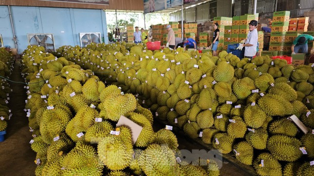 Sầu riêng được sơ chế để xuất khẩu. Sầu riêng được sơ chế để xuất khẩu.