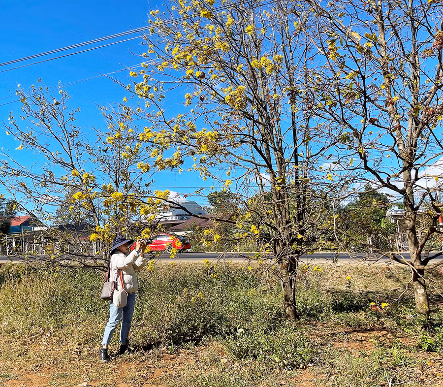 Những cây mai vàng nở sớm trước sân nhà anh Thủy Văn Quang, thôn 3 xã Hòa Phú, huyện Chư Păh. Ảnh: Hoàng Ngọc