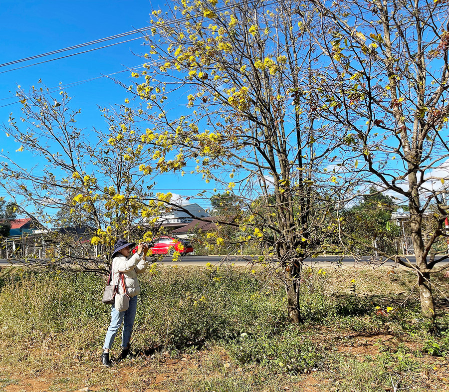 Những cây mai vàng nở sớm trước sân nhà anh Thủy Văn Quang, thôn 3 xã Hòa Phú, huyện Chư Păh. Ảnh: Hoàng Ngọc Những cây mai vàng nở sớm trước sân nhà anh Thủy Văn Quang, thôn 3 xã Hòa Phú, huyện Chư Păh. Ảnh: Hoàng Ngọc