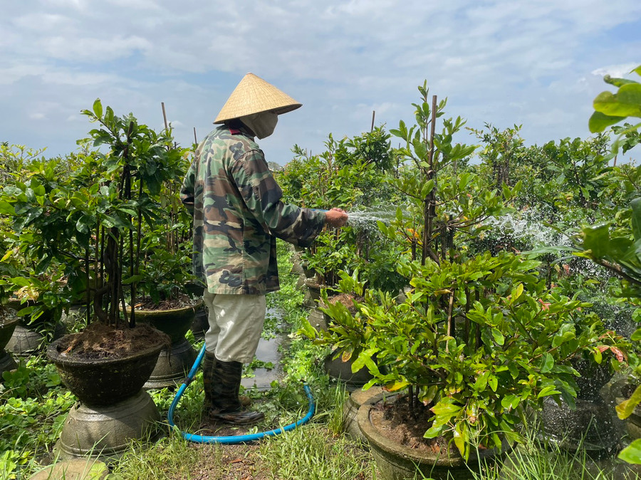 Ông Đặng Văn Hoàng chăm sóc vườn mai sau mưa lũ. Ảnh: THU DỊU