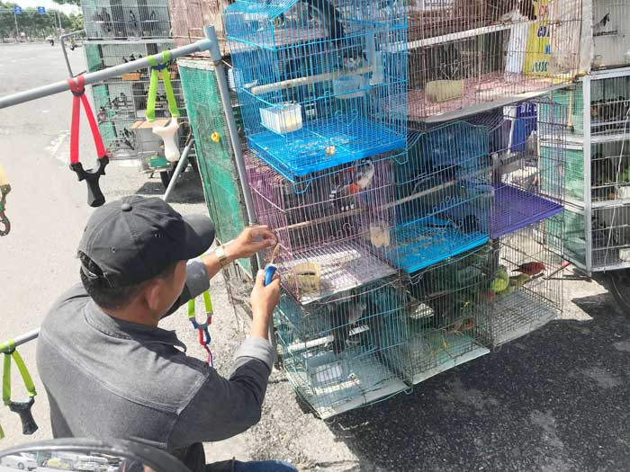 Chim rừng bày bán công khai trên phố. Chim rừng bày bán công khai trên phố.