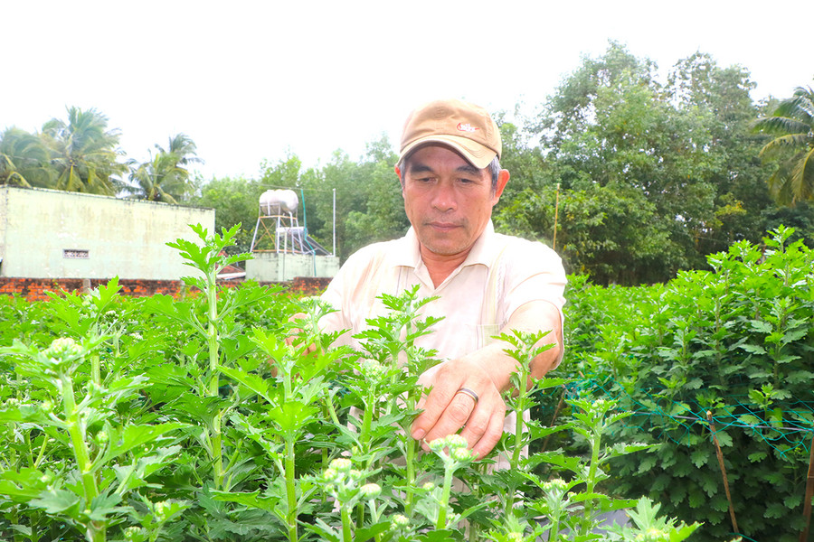 Hơn 1.000 chậu cúc của gia đình ông Trần Ngọc Sơn (tổ 1, phường An Tân) đã được thương lái đặt mua. Ảnh: N.M