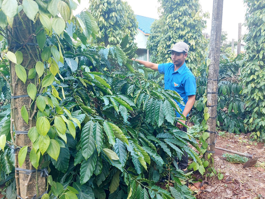Anh Ksor Hin (làng Breng 2, xã Ia Dêr, huyện Ia Grai) chăm sóc vườn cà phê của gia đình. Ảnh: T.D Anh Ksor Hin (làng Breng 2, xã Ia Dêr, huyện Ia Grai) chăm sóc vườn cà phê của gia đình. Ảnh: T.D