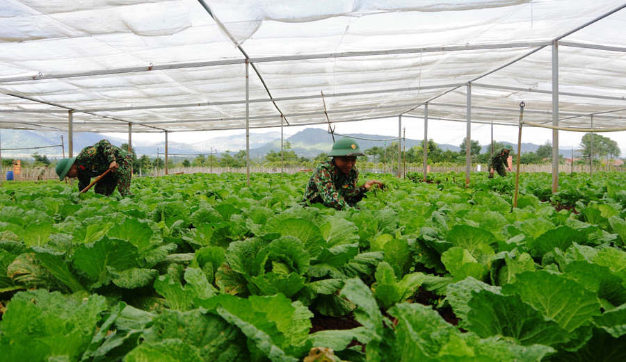 Cán bộ, chiến sĩ Sư đoàn 320 tăng gia sản xuất. Ảnh: V.H Cán bộ, chiến sĩ Sư đoàn 320 tăng gia sản xuất. Ảnh: V.H