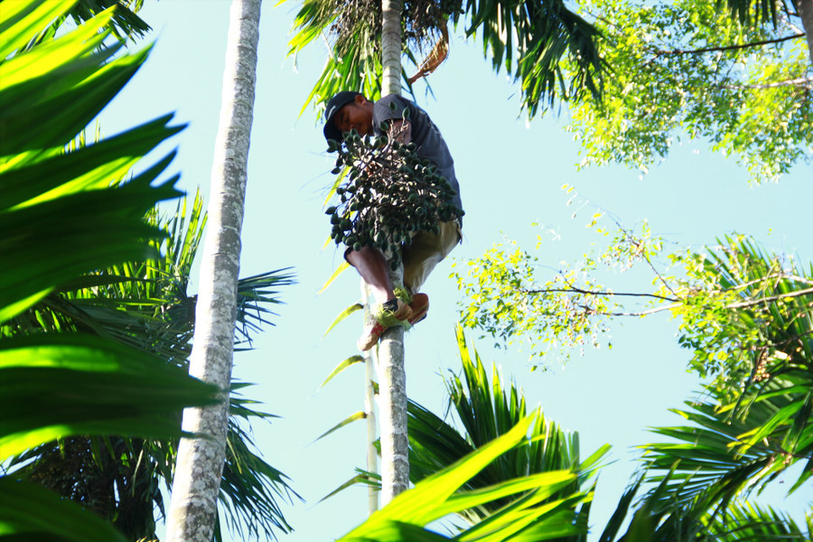 Hà leo cây nhanh như sóc. Ảnh: Tiến Thoại Hà leo cây nhanh như sóc. Ảnh: Tiến Thoại
