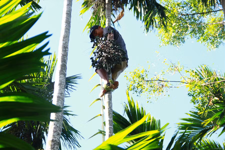 Hà leo cây nhanh như sóc. Ảnh: Tiến Thoại
