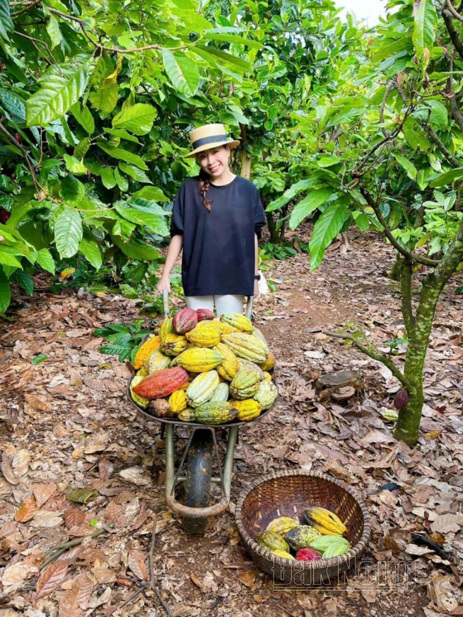 Du khách trải nghiệm thu hoạch ca cao tại vườn trồng ở Đắk Nông Du khách trải nghiệm thu hoạch ca cao tại vườn trồng ở Đắk Nông