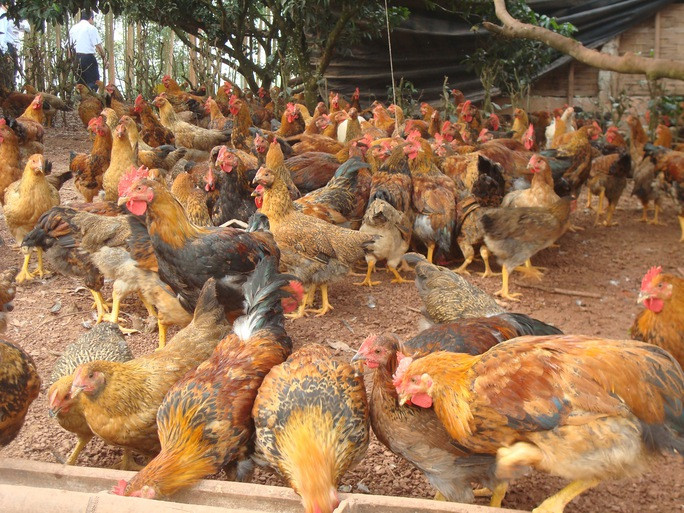 VIPA khuyến cáo không tiêu thụ sản phẩm gia cầm không rõ nguồn gốc.