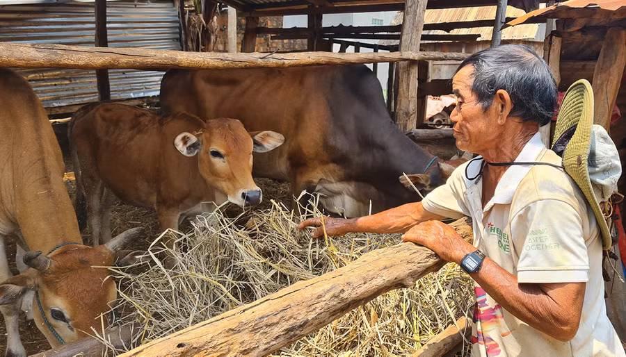 Người dân làng Groi (xã Kon Thụp, huyện Mang Yang) phát triển chăn nuôi để tăng thu nhập. Ảnh: Nguyễn Diệp