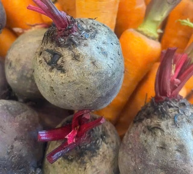 Củ dền có chứa hàm lượng cao oxalate. Ảnh LÊ CẦM