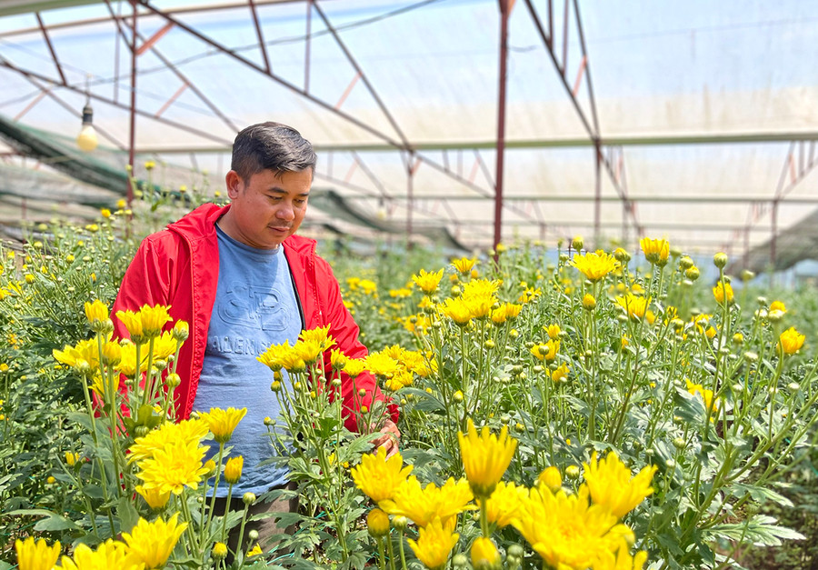 Anh Võ Văn Luân (thôn 4, xã Ia Hlốp) đầu tư nhà màng trồng hoa đã hạn chế được côn trùng, sâu bệnh gây hại mà còn giúp anh chủ động điều tiết thời điểm cây ra hoa, tăng thêm vụ trồng. Ảnh: Minh Nguyễn Anh Võ Văn Luân (thôn 4, xã Ia Hlốp) đầu tư nhà màng trồng hoa đã hạn chế được côn trùng, sâu bệnh gây hại mà còn giúp anh chủ động điều tiết thời điểm cây ra hoa, tăng thêm vụ trồng. Ảnh: Minh Nguyễn