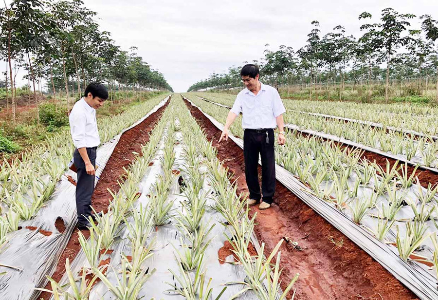 Mô hình trồng dứa tập trung, quy mô lớn trên địa bàn huyện Đak Đoa. Ảnh: L.N Mô hình trồng dứa tập trung, quy mô lớn trên địa bàn huyện Đak Đoa. Ảnh: L.N