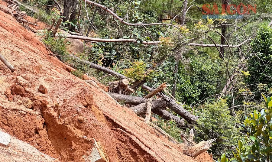 Một số gốc cây còn lại tại hiện trường. Ảnh: ĐOÀN KIÊN