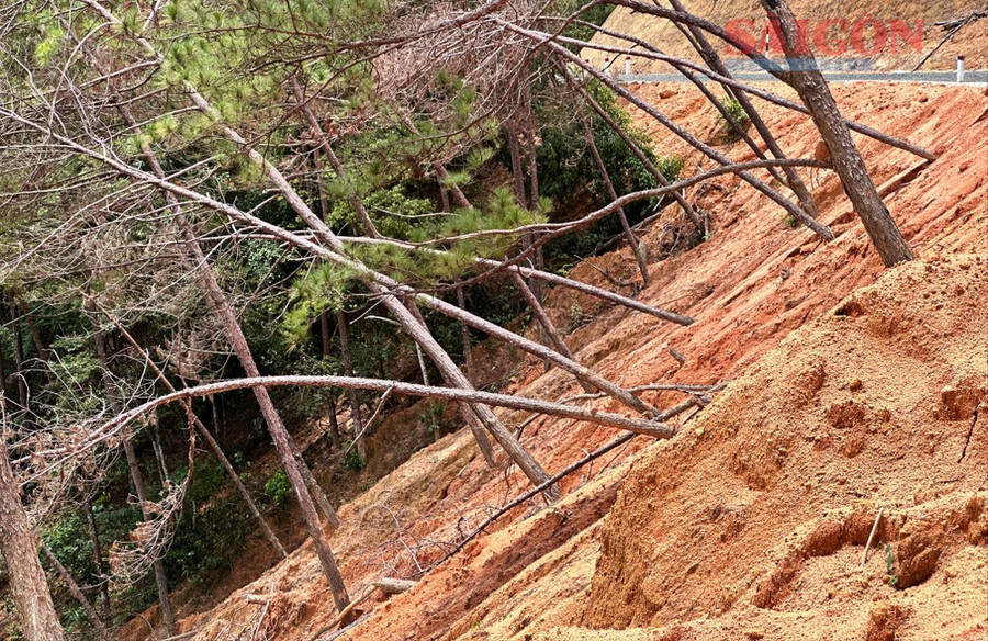 Cách đó không xa, nhiều cây thông khác bị đất đổ vùi gốc, thân cây nghiêng ngả, chết khô. Ảnh: ĐOÀN KIÊN