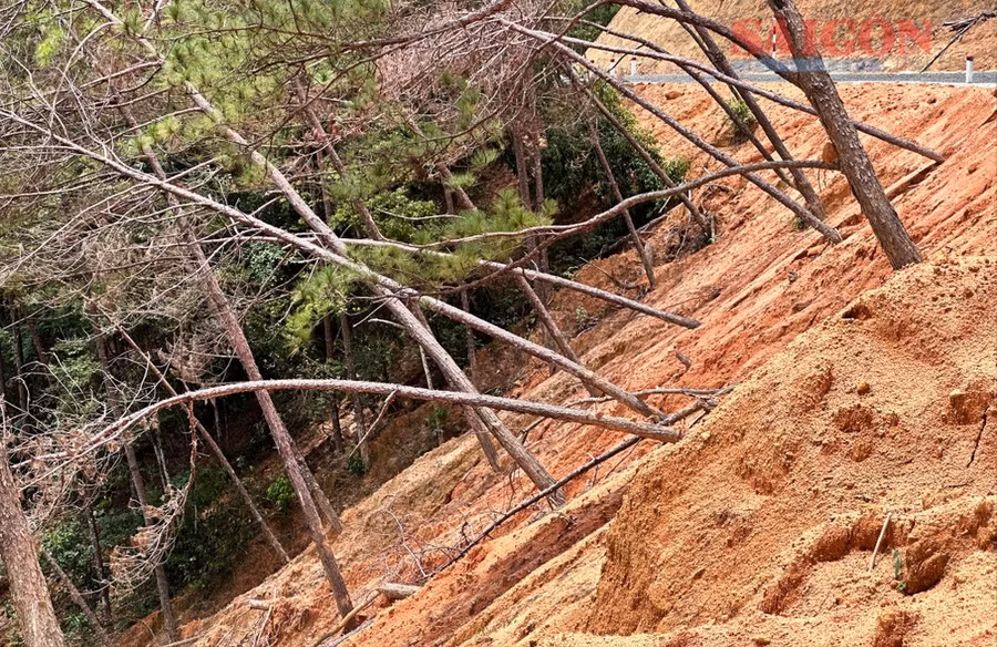 Cách đó không xa, nhiều cây thông khác bị đất đổ vùi gốc, thân cây nghiêng ngả, chết khô. Ảnh: ĐOÀN KIÊN