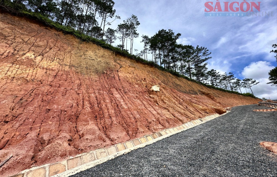 Bờ taluy dương được hình thành, phía trên hàng chục cây thông đứng chênh vênh có thể ngã đổ bất cứ lúc nào. Ảnh: ĐOÀN KIÊN