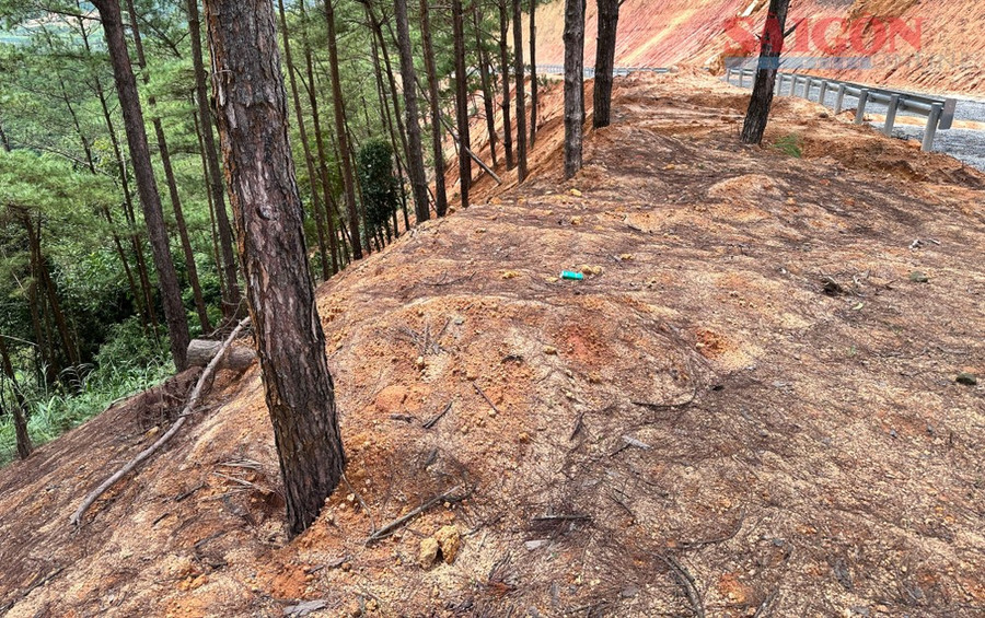 Những cây thông có đường kính gốc lớn bị đất lấp gốc, nguy cơ chết cao. Ảnh: ĐOÀN KIÊN