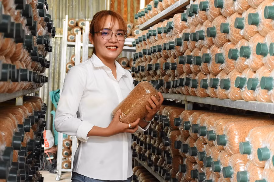 Lê Thị Khánh Ly kiểm tra các bì phôi nấm. Ảnh: H.T Lê Thị Khánh Ly kiểm tra các bì phôi nấm. Ảnh: H.T