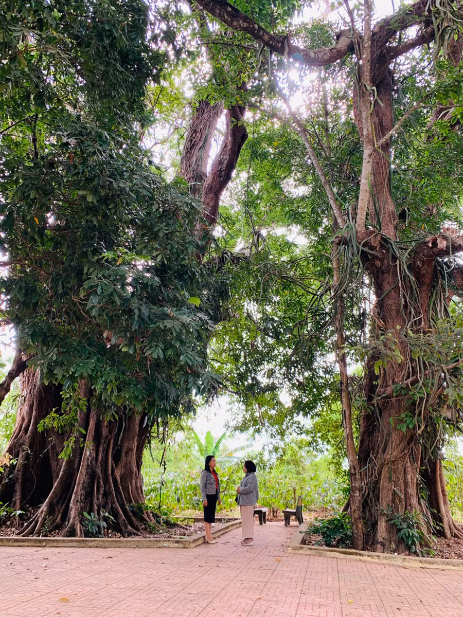 Làng Ia Nueng bảo tồn được cụm cây đa hàng trăm năm tuổi. Ảnh: Như Nguyện