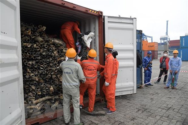 Kiểm tra container chứa ngà voi. (Ảnh: TTXVN phát) Kiểm tra container chứa ngà voi. (Ảnh: TTXVN phát)