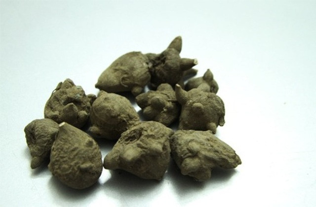 Củ ấu tàu có chứa độc không, ăn có ngụy hiểm? - Ảnh 1. Hình dạng củ ấu tàu. BVĐK MƯỜNG KHƯƠNG