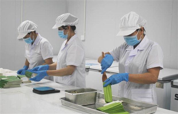 Sản xuất trà sen tại Công ty Cổ phần sản xuất, xuất nhập khẩu và thương mại dịch vụ Hali (Ninh Bình). (Ảnh: Thùy Dung/TTXVN) Sản xuất trà sen tại Công ty Cổ phần sản xuất, xuất nhập khẩu và thương mại dịch vụ Hali (Ninh Bình). (Ảnh: Thùy Dung/TTXVN)