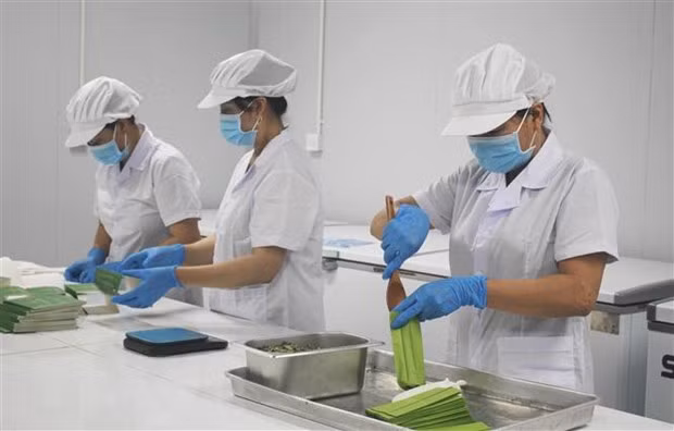 Sản xuất trà sen tại Công ty Cổ phần sản xuất, xuất nhập khẩu và thương mại dịch vụ Hali (Ninh Bình). (Ảnh: Thùy Dung/TTXVN)