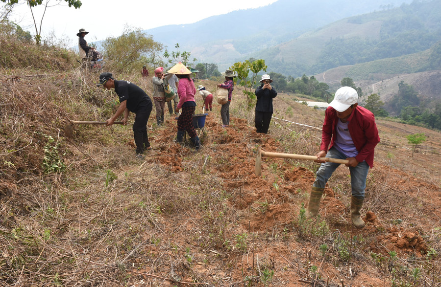 Người dân liên kết trồng gừng. Ảnh: P.N