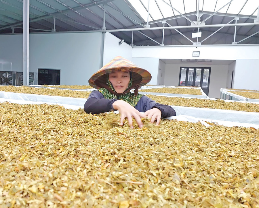 Lá trà hoa vàng được sơ chế bước đầu. Ảnh: N.D Lá trà hoa vàng được sơ chế bước đầu. Ảnh: N.D