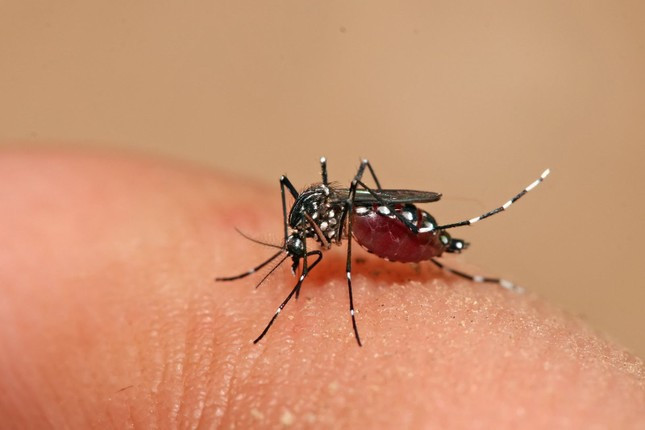 Muỗi truyền bệnh sốt xuất huyết là muỗi vằn Aedes là có hình dạng nhỏ, có những vằn trắng đen hoặc nâu đen, có khả năng mang vi rút sốt xuất huyết Dengue và truyền từ người này sang người khác thông qua việc đốt và hút máu người.