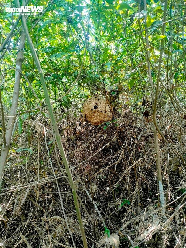 Một tổ ong vò vẽ.