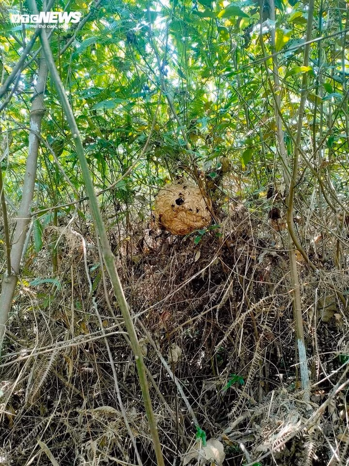 Một tổ ong vò vẽ.