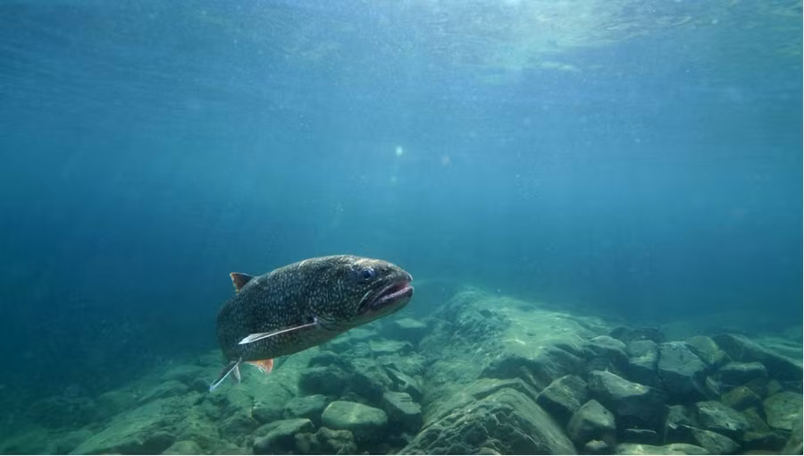 Nghiên cứu chỉ ra, chỉ ăn một con cá nước ngọt tương đương với nước uống có PFOS ở mức 48 phần nghìn tỉ. Ảnh: Great Lakes Fishery Commission Nghiên cứu chỉ ra, chỉ ăn một con cá nước ngọt tương đương với nước uống có PFOS ở mức 48 phần nghìn tỉ. Ảnh: Great Lakes Fishery Commission