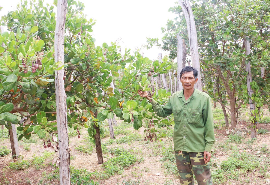 Diện tích đất sản xuất của gia đình ông Nguyễn Văn Hùng (thôn Thiên An, xã Ia Blứ) chưa có giấy CNQSDĐ. Ảnh: Quang Tấn
