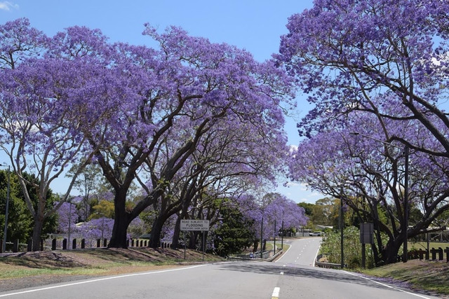 Phượng Jacaranda nở rộ từ cuối tháng 10 đến tháng 12 hằng năm tại Australia Phượng Jacaranda nở rộ từ cuối tháng 10 đến tháng 12 hằng năm tại Australia