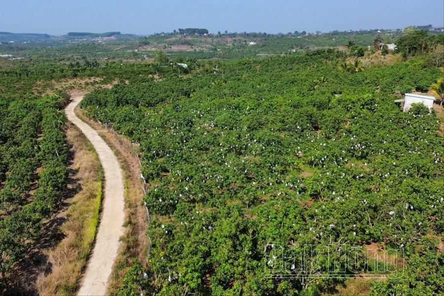 Một vùng sản xuất xoài ở xã Đắk Gằn, huyện Đắk Mil, Đắk Nông. Một vùng sản xuất xoài ở xã Đắk Gằn, huyện Đắk Mil, Đắk Nông.
