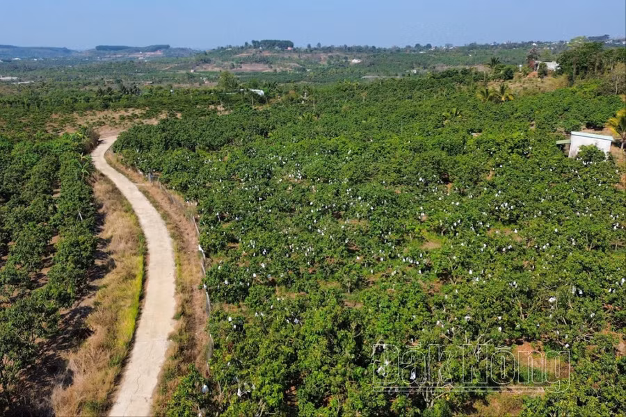 Một vùng sản xuất xoài ở xã Đắk Gằn, huyện Đắk Mil, Đắk Nông.