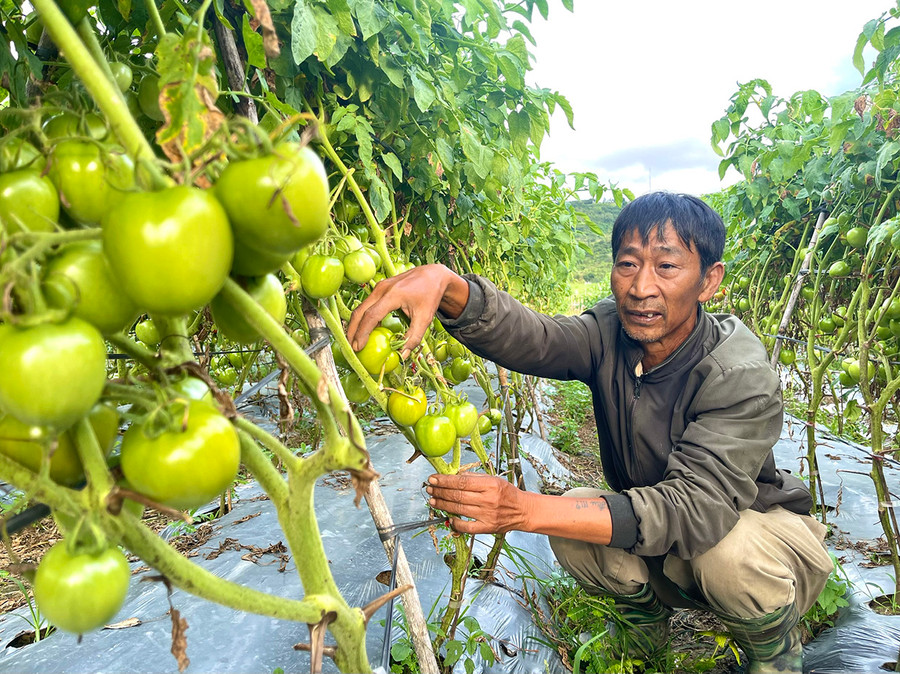 Chính quyền các xã, thị trấn của huyện Kbang tích cực củng cố các mô hình liên kết sản xuất gắn với tiêu thụ sản phẩm để tăng giá trị, cải thiện thu nhập cho người dân. Ảnh: Minh Nguyễn Chính quyền các xã, thị trấn của huyện Kbang tích cực củng cố các mô hình liên kết sản xuất gắn với tiêu thụ sản phẩm để tăng giá trị, cải thiện thu nhập cho người dân. Ảnh: Minh Nguyễn