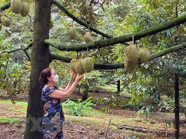 Vườn sầu riêng Ri6 vào vụ thu hoạch. (Ảnh: TTXVN phát)