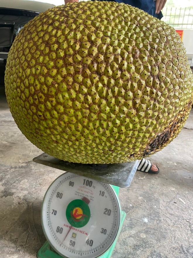 Chính chủ khẳng định trái mít nặng 54,5 kg. Ảnh NVCC Chính chủ khẳng định trái mít nặng 54,5 kg. Ảnh NVCC