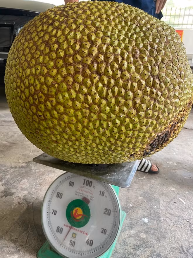 Chính chủ khẳng định trái mít nặng 54,5 kg. Ảnh NVCC
