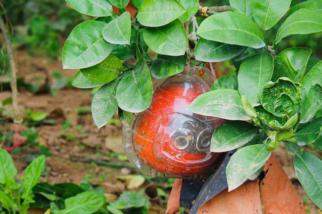 Bưởi đỏ mang ý nghĩa Tài lộc - Thịnh vượng - May mắn với màu đỏ rực thường được người tiêu dùng lựa chọn mỗi dịp Tết đến Xuân về.