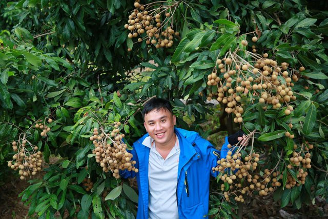 Cây trái trĩu quả ở miệt vườn miền Tây. Ảnh: Thanh Tuấn