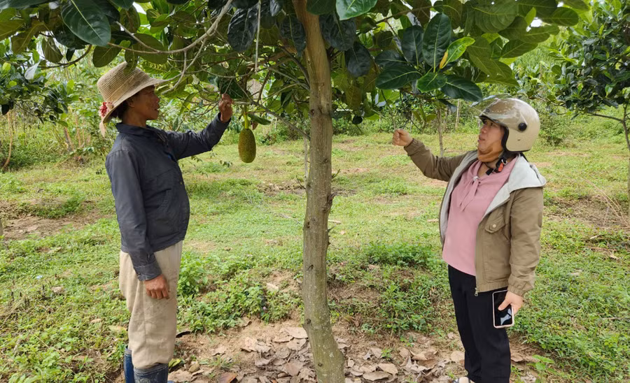 Cán bộ Địa chính-Nông nghiệp xã Đak Jơ Ta (bìa phải) hướng dẫn hộ dân làng Đê Bơ Tưk kỹ thuật chăm sóc cây mít Thái. Ảnh: P.N