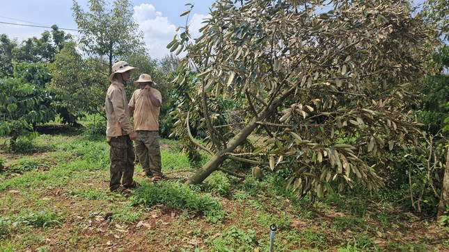 Một cây sầu riêng đã bị đứt gốc phía dưới, lá bắt đầu héo.