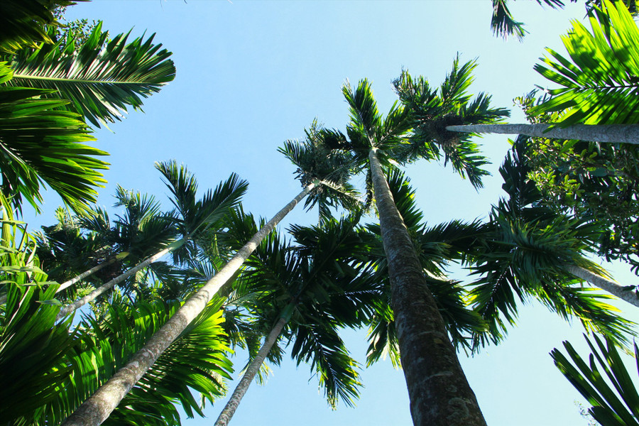 Những vườn cau cao chót vót tại xã Hòa Thắng. Ảnh: Tiến Thoại Những vườn cau cao chót vót tại xã Hòa Thắng. Ảnh: Tiến Thoại